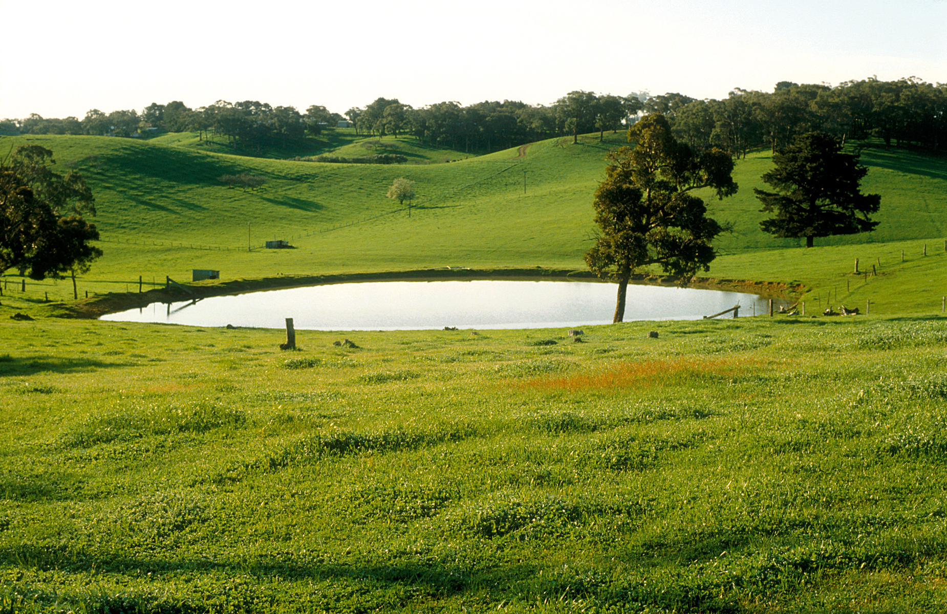 Luxury Pond & BnB Feature